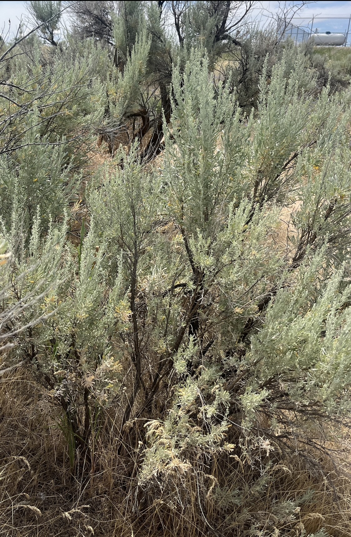Sagebrush plant in Boise, Idaho U.S. Geological Survey